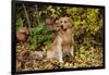 Golden Retriever Sitting in Autumn Leaves by Brush, Oglesby, Illinois, USA-Lynn M^ Stone-Framed Photographic Print