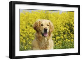 Golden Retriever Sitting in Front of Oil Seed-null-Framed Photographic Print