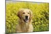 Golden Retriever Sitting in Front of Oil Seed-null-Mounted Photographic Print