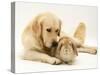 Golden Retriever Smelling Sandy Lop Rabbit-Jane Burton-Stretched Canvas