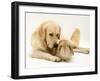 Golden Retriever Smelling Sandy Lop Rabbit-Jane Burton-Framed Photographic Print