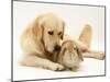 Golden Retriever Smelling Sandy Lop Rabbit-Jane Burton-Mounted Photographic Print