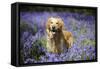 Golden Retriever Standing in Bluebells-null-Framed Stretched Canvas