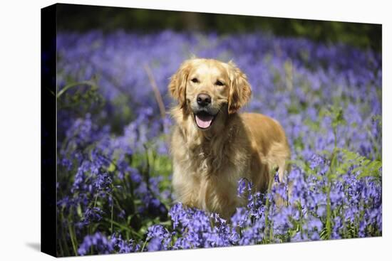 Golden Retriever Standing in Bluebells-null-Stretched Canvas