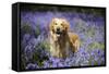 Golden Retriever Standing in Bluebells-null-Framed Stretched Canvas