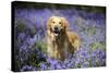 Golden Retriever Standing in Bluebells-null-Stretched Canvas