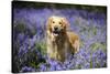 Golden Retriever Standing in Bluebells-null-Stretched Canvas