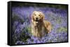 Golden Retriever Standing in Bluebells-null-Framed Stretched Canvas