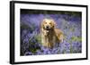 Golden Retriever Standing in Bluebells-null-Framed Photographic Print