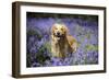 Golden Retriever Standing in Bluebells-null-Framed Photographic Print