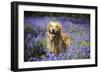 Golden Retriever Standing in Bluebells-null-Framed Photographic Print