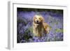 Golden Retriever Standing in Bluebells-null-Framed Photographic Print