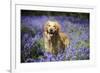 Golden Retriever Standing in Bluebells-null-Framed Photographic Print