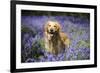 Golden Retriever Standing in Bluebells-null-Framed Photographic Print