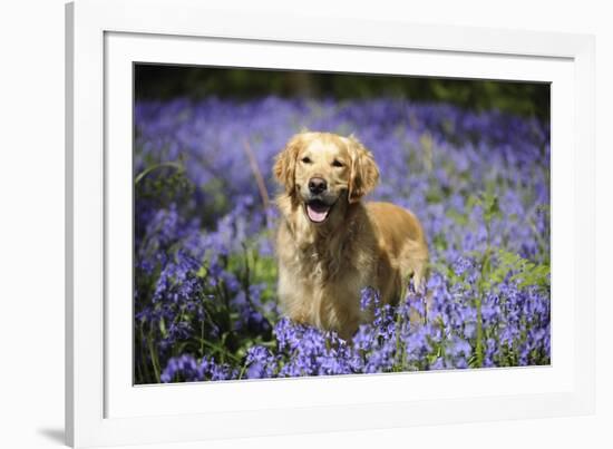 Golden Retriever Standing in Bluebells-null-Framed Photographic Print