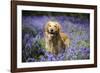 Golden Retriever Standing in Bluebells-null-Framed Photographic Print