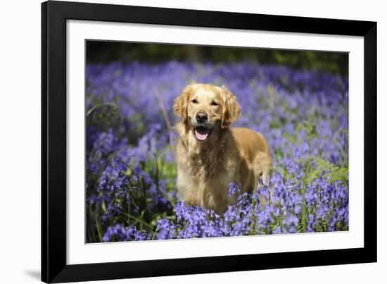 Golden Retriever Standing in Bluebells-null-Framed Photographic Print