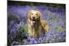 Golden Retriever Standing in Bluebells-null-Mounted Photographic Print