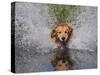 Golden Retriever Water Entry-Lynn M^ Stone-Stretched Canvas