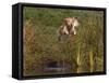 Golden Retriever Water Entry-Lynn M^ Stone-Framed Stretched Canvas