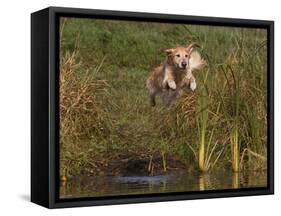 Golden Retriever Water Entry-Lynn M^ Stone-Framed Stretched Canvas