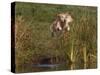 Golden Retriever Water Entry-Lynn M^ Stone-Stretched Canvas