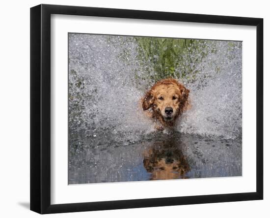 Golden Retriever Water Entry-Lynn M^ Stone-Framed Photographic Print