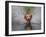 Golden Retriever Water Entry-Lynn M^ Stone-Framed Photographic Print