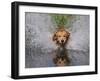 Golden Retriever Water Entry-Lynn M^ Stone-Framed Photographic Print