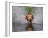 Golden Retriever Water Entry-Lynn M^ Stone-Framed Photographic Print