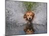 Golden Retriever Water Entry-Lynn M^ Stone-Mounted Photographic Print