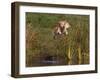 Golden Retriever Water Entry-Lynn M^ Stone-Framed Photographic Print