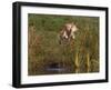 Golden Retriever Water Entry-Lynn M^ Stone-Framed Photographic Print
