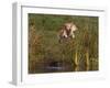 Golden Retriever Water Entry-Lynn M^ Stone-Framed Photographic Print