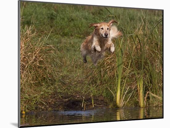 Golden Retriever Water Entry-Lynn M^ Stone-Mounted Photographic Print