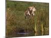 Golden Retriever Water Entry-Lynn M^ Stone-Mounted Photographic Print