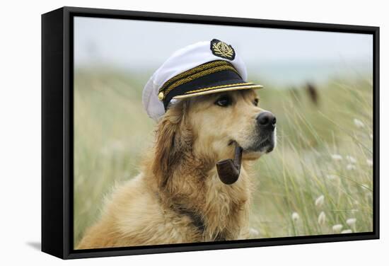 Golden Retriever Wearing Captains Hat Smoking a Pipe-null-Framed Stretched Canvas