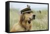 Golden Retriever Wearing Captains Hat Smoking a Pipe-null-Framed Stretched Canvas
