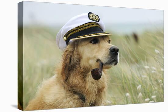 Golden Retriever Wearing Captains Hat Smoking a Pipe-null-Stretched Canvas