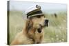 Golden Retriever Wearing Captains Hat Smoking a Pipe-null-Stretched Canvas