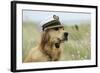 Golden Retriever Wearing Captains Hat Smoking a Pipe-null-Framed Photographic Print