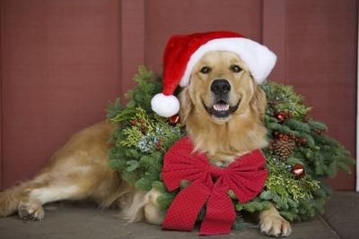 golden retriever santa hat