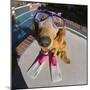 Golden Retriever Wearing Scuba Gear-DLILLC-Mounted Photographic Print