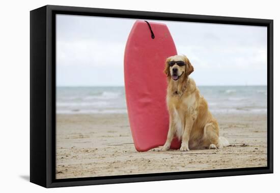Golden Retriever Wearing Sunglasses Next to Surf Board-null-Framed Stretched Canvas