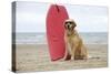 Golden Retriever Wearing Sunglasses Next to Surf Board-null-Stretched Canvas