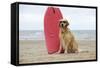 Golden Retriever Wearing Sunglasses Next to Surf Board-null-Framed Stretched Canvas