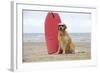 Golden Retriever Wearing Sunglasses Next to Surf Board-null-Framed Photographic Print