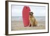 Golden Retriever Wearing Sunglasses Next to Surf Board-null-Framed Photographic Print