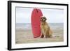 Golden Retriever Wearing Sunglasses Next to Surf Board-null-Framed Photographic Print