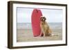 Golden Retriever Wearing Sunglasses Next to Surf Board-null-Framed Photographic Print